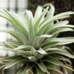 庭やベランダが無くてもできる！砂漠の植物　エアープランツ・サボテン・多肉植物でインドアガーデニング